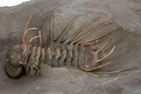 Amazing, Rare Odontopleurid Trilobite - Jorf, Morocco #315723-1